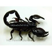 Продам взрослых скорпионов Pandinus imperator фото