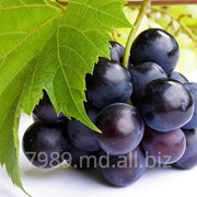 Все сорта винограда в Молдове фото