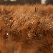 Пшеница сорт Олеся фото
