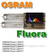Osram T8 Fluora G13 L 36W/77(Германия) фотография