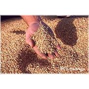 Выработка комбикормов для птицы животных и рыб фото