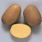 Сорт картофеля «Скарб» фото