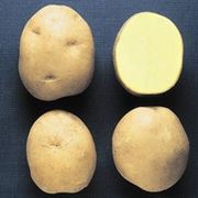 Сорт картофеля «Явар» фотография