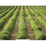 Выращивание овощей фруктов ягод фото