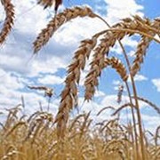 Озимая пшеница Доборная фото