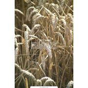 Пшеница продовольственная фотография