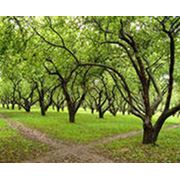 Участки земельные для садоводства фото