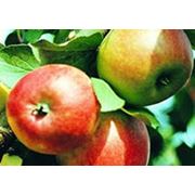 Участки земельные для садоводства фото