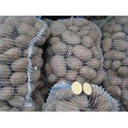 Картофель столовый оптом в сетках мешках 40-50 кг