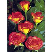 Срезанные розы чайно-гибридные флорибунда мелкоцветные (спрей)