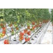 Кокосовые маты для теплиц и рассады фото