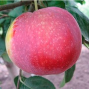 Саженцы яблони сорт Виста Белла фото