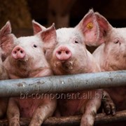 Пробиотическая кормовая добавка Лактобифадол форте для свиней фото