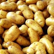 Картофель сверхранний Минерва фото