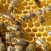 Пчелоотводки на 6 рамках фото