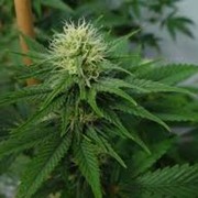 Цитраль фото