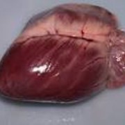 Сердце свиное (Бельгия) с доставкой