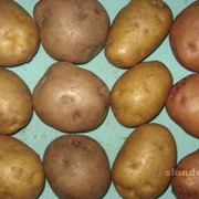 Картофель в сетках фото