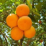 Египетский апельсин “Навел“ фотография