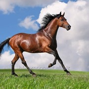 Витамины для лошадей Лактобифадол фото