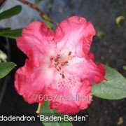 Рододендрон красный карликовый Baden-Baden
