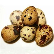 Яйца перепелиные, продажа от производителя, оптом фотография
