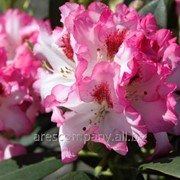 Рододендрон Rhododendron Hachmann s Charmant PBR C5