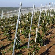 Шпалерный столб для винограда 50х40х1,4 мм фото
