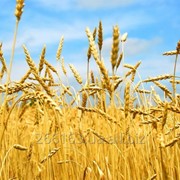 Пшениця озима -сорт Вдала фото