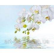 Фотообои Веточка орхидеи фото