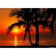 Фотообои 4-255 «Palmy Beach Sunrise» фото