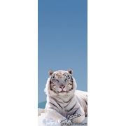 Фотообои 2-1111 «Weisser Tiger» | Белый Тигр фотография