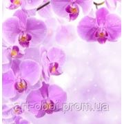 Фотообои Орхидеи фото