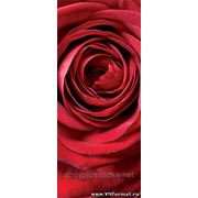 Фотообои 2-1010 «Red Rose» | Красная Роза фото