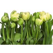 Фотообои KOMAR 8-900 «Tulips» | Зеленые Тюльпаны фотография