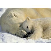 Фотообои 1-605 «Polar Bears» | Белые медведи фото