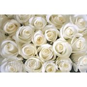 Фотообои Букет белых роз фото