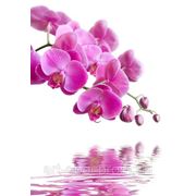 Фотообои Сиреневая орхидея фотография