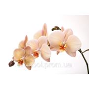 Фотообои Белая орхидея фотография