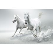 Фотообои Белые лошади фото
