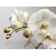 Фотообои Орхидея на сером фото