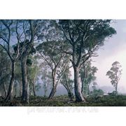 Фотообои Komar 8-523 Фантастический лес фото