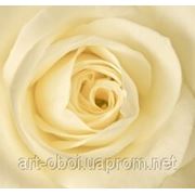 Фотообои Белая роза фото