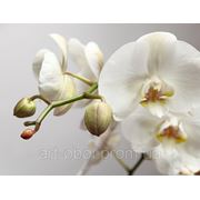 Фотообои Орхидея фото