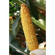Семена кукурузы РОСС 195 МВ (ФАО 180) фото