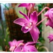 Дендробиумы орхидеи в Киеве, продажа оптом и в розницу, Украина фото