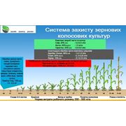 Система защиты зерновых (фунгициды, гербициды, потравщики) фото