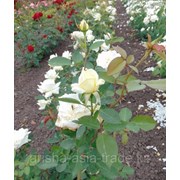 Саженцы роз (чайно - гибридные), среднерослые.  фото