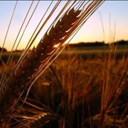 Пшеница фуражная 4 класса фотография