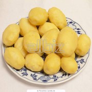 Картофель сверхранний,картошка Черниговская область,Украина, купить, продажа
